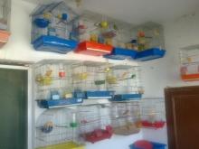 جميع انواع العصافير الكناري للبيع(مفتل_احمر_جيفرات_كنار بلدي)