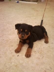 للبيع كلاب جراء روت