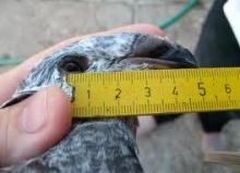 الحمام و جميع الأدوية المتعلقة بالحمام والطيور