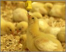 خدمات اصحاب الأعمال ذو الاِحتياجات الخاصة في المانيا