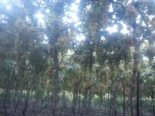 للبيع و تركيب اعمدة الاسمنتية عريش العنب