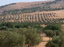 مزرعه جرش للبيع