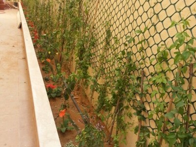 تنسيق وزراعة الحدائق - الرياض0553268634