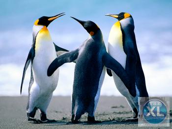 مطلوب مهندسين واكثر من 500 تخصص للعمل والهجرة الى كندا