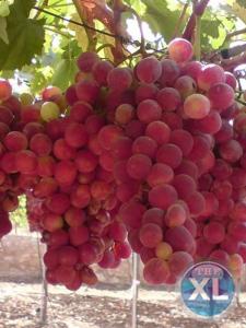 مزرعة من 6500 م مع بيتين في جرش