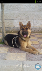 كلب جيرمن شيبرد اصلي للبيع