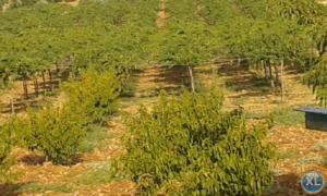 مزرعة من 6500 م مع بيتين في جرش