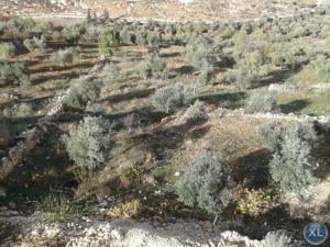 مزرعة من 14 دونم مع بيت من طابقين