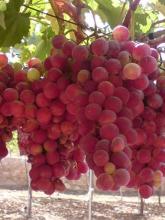 استصلاح وزراعة وبناء شاليهات