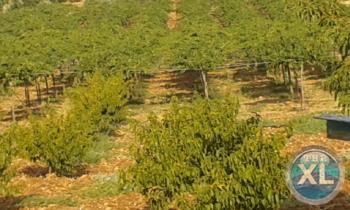 مزرعة للبيع في الاردن جرش