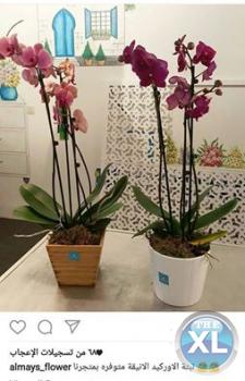 دورات تدريبية فى تنسيق الزهور - زهور الميس فى قطر