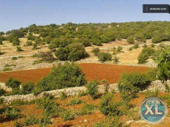 مزرعة للبيع في الاردن عجلون