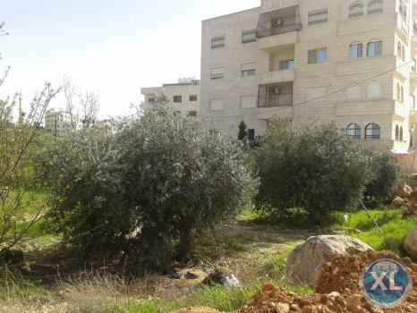 ارض للبيع في شفا بدران - مروج المحمر