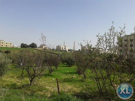ارض للبيع في شفا بدران - مروج المحمر