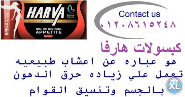 مع هارفا الالمانى هتخسى يعنى هتخسى