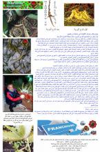 غابات جنسنج بري تسليم مفتاح