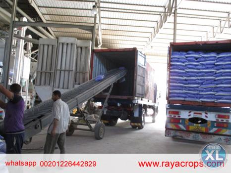 فاصوليا بيضاء مصرية   Egyptian white beans