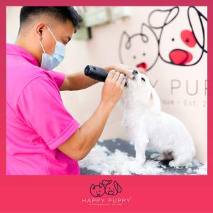 Mobile Dog Grooming in Dubai – Grooming at Your Doorstep